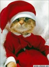 ������ ������� ����