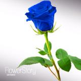 ������ ������� ������ �������